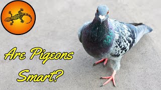 Are Pigeons Smart?