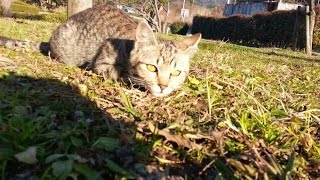 【地域猫】自分のシッポを追い回す子猫、外で遊んでいたらお兄ちゃんが帰ってきて。。。【野良猫】