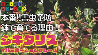 実践・栽培・どうなるの？【夏の花】本番！！害虫予防と鉢で育てる理由！【ジキタリス・イルミネーションフレイム】植え方・育て方・育ち方【花苗・園芸】