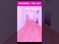 Maxwell The Cat Dancing Song 🐈Angry munci #maxwellcat #meme  #backrooms #memes