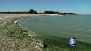 UT researchers discuss how algal blooms impact liver functions