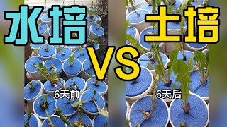 369 野菜之王蒲公英，挖回来自己种，用土培好，还是水培好？ --- #投笔从农朱叫兽