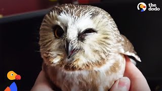 Owl   ♥️Terrified owl was so thankful to the guy who saved his life