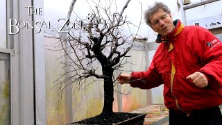 Protecting My Bonsai For Winter, The Bonsai Zone, Dec 2021