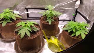New Autoflower Grow - Day 18 - Homegrown Cannabis Co & Green Sunshine Company