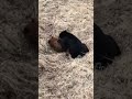 injured bear cub killed by grizzly bear.