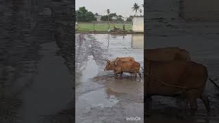 யாருக்கெல்லாம் விவசாயம் பிடிக்கும🌾🌾🌾