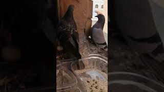 Pegion..extremely dangerous.. bird eggs hatching #viral #youtube #short #birds 😱😱😱😱😱😱😱😱😱😱😱😱😱😱😱😱😱