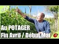 Au POTAGER - Fin avril / Début mai