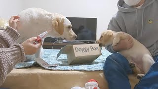 みんなでドギーボックス開封の儀。ちゃんとPRできるかしら。きなこサブレ【Doggy Box12月号】