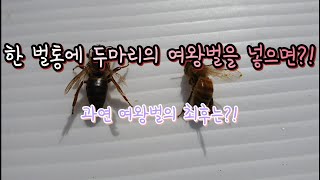 한 벌통에 두마리의 여왕벌을 넣으면?! 《What would happen if we put two queens in one hive?!》