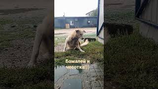 Чесоточный клещ в действии!)))