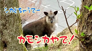 【カモシカ】はウシの仲間で、シカの仲間ではありません。動きが可愛いです！