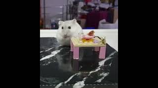 Cute hamster washing her face