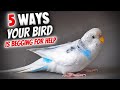 5 Ways Your Bird is Begging For Help