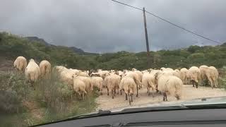 πρόβατα στη Χρυσοπηγή Αχαΐας