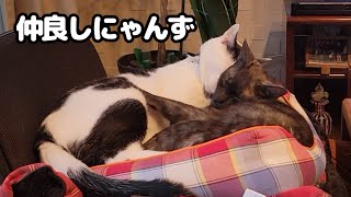 どこにも行かなかった土曜【二本足の癒し猫 あいちゃん】No.910