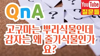 고구마는 뿌리식물인데 감자는 왜 줄기식물인가요?