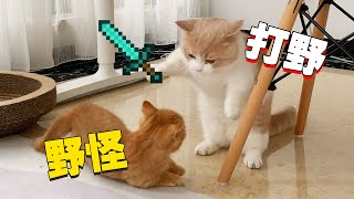 【喵来啦】猫蠢起来，连狗都摇头……