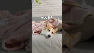 愛犬を愛し過ぎた結果【ブランケット】 #コーギー多頭飼い #コーギー #コーギー犬