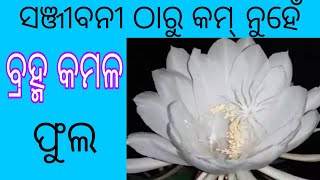 ବ୍ରହ୍ମ କମଳ ଫୁଲର ଉପକାରିତା। Brahma kamal flower benefits in odia, Saussurea obvallata.