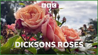 Dicksons Roses | ‘A Fond Farewell’ to commercial rose breeding in Ireland | Gardeners' Corner