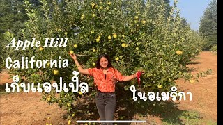 ชมสวนแอปเปิ้ล ในอเมริกา Pickinging apples #Apple Hill