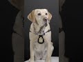 Sadie: The Incredible Accredited Facility Dog Supporting the VPD’s ICE Unit