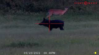 JTs Feeder 270 175 yd boar 5-20-22 Sightmark Wraith