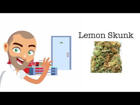 Is lemon Skunk good?