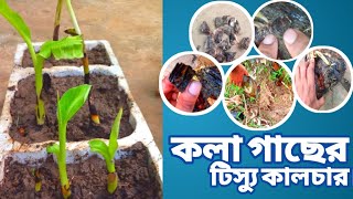 কলা গাছের টিস্যু কালচার / Banana Tissue Culture At Home