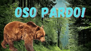 El oso pardo