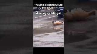 Average siblings experience #cat #meme #funny #siblings #fyp #foryou