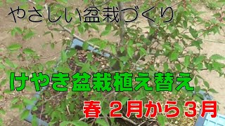 ケヤキの植え替えは、２月～３月です