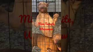 Red Boy Jocko,mims#apbtlove#viral #viralvideo #gamedogs