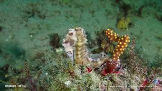 Hippocampus kuda - common seahorse found on Riana's arch - Ponta Malongane