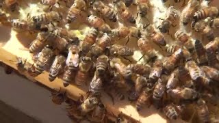 Fact Finders: Are we saving the wrong bees?