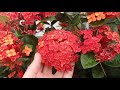 IXORA-REI e ixora-chinesa ARBUSTO maravilhoso de lindo!