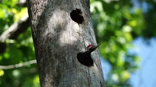 Baby Pileated fed by parents and explores the sights