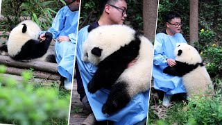 Panda HE HUA - classic nanny daddy and daughter - simply too affectionate