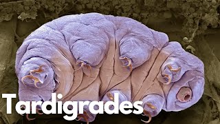 Tardigrades: The Ultimate Survivors of Nature!