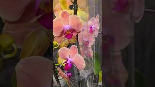 Лондон. Орхидеи. Стандарты. Понравилась. London. Orchids. Standards. Liked.