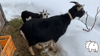 すぐに部屋に戻るヤギと戻りたがらないヤギ 2023年1月5日 Goat Farm 手作りヤギ牧場　吉がけ牧場