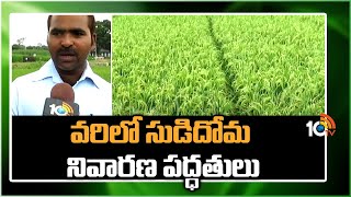 Methods of Control of Rice Borer | వరిలో సుడిదోమ నివారణ పద్ధతులు | Matti Manishi | 10TV News