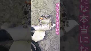 生き餌に気付いてワクワクする野生アマガエル #shorts ＃カエル #かわいい