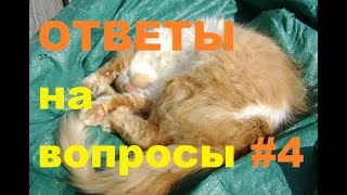 Ответы на вопросы #4 : О забое кроликов , где кОзлы? , Рыжик.