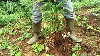 Ugan sugandi Panen jahe gajah usia 6 bulan.#PERHUTANI. RPH. Bengbreng