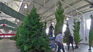 Yule Pay More: Shortage Drives Up Christmas Tree Prices