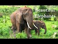 Animals of Beautiful Elephants with Relaxing Music | Season 01 | Life Relaxing Films