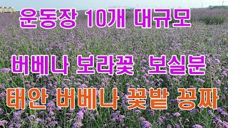 9월 가을 꽃구경 무료 태안 여행 버베나 보라색 노지 꽃밭 만개,11월까지 서산에서 25분